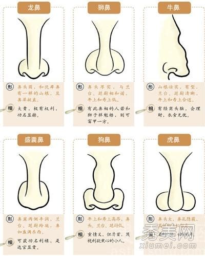 鼻子面向|鼻相分析10款｜鼻樑有節及橫紋、豬膽鼻、鼻頭下垂代表甚麼？姻 